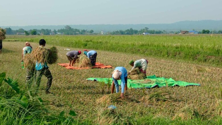 माडीका किसानलाई चैते धान सम्हाल्न चटारो